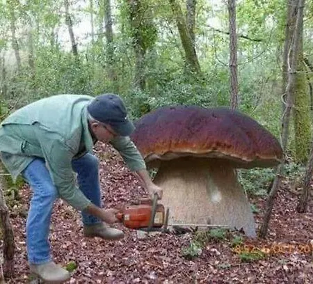Borne Militaria 46m Dla 5 Osob Kody Przed Przyjazdem W Wiadomosci Od Operatora *