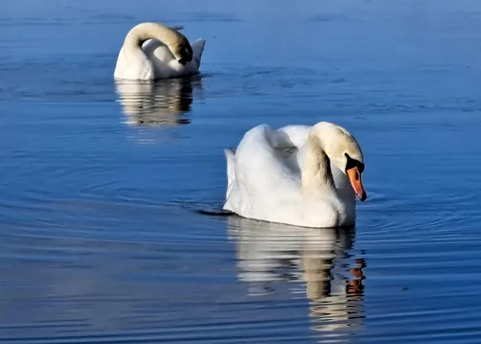 Borne Militaria Wygodne Mieszkanei Dla 5 Osob * Борне-Сулиново